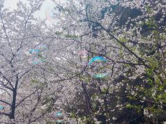 -武汉大学-樱园