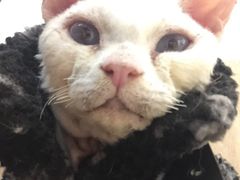 -瞄一喵猫咖(格力海岸店)