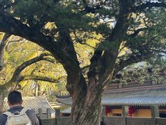 -普陀山风景名胜区-法雨禅寺