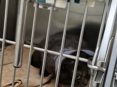 -美联众合动物医院(·中兽医·疑难杂症·严家桥分院)