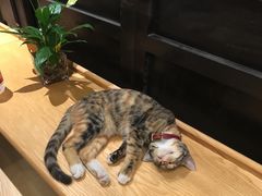 -猫的天空之城概念书店(杭州南宋御街店)