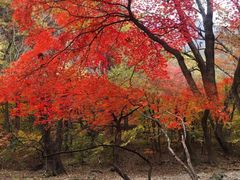 -关门山森林公园