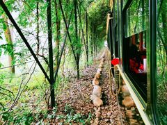 -合肥滨湖国家森林公园