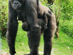 -奥兰多迪士尼动物王国乐园