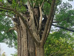 -上海佘山国家森林公园天马山园