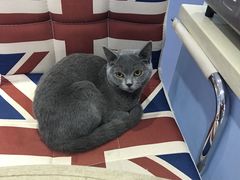 -喵的天空名猫咖啡馆·撸猫·猫舍·用品