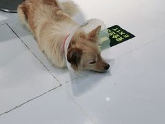 -欧奕国际动物医院