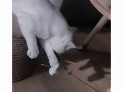 -猫腻·猫咖·撸猫馆(星光大道店)
