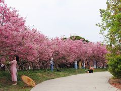 -天适樱花悠乐园