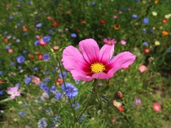 -塞罕坝国家级自然保护区