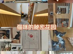 -山宅一喵德文卷毛猫舍
