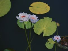 -国家植物园
