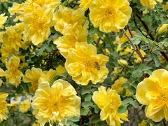 -北京市劳动人民文化宫(太庙)