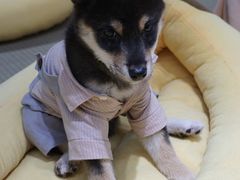 -逗柴咖啡屋·狗咖猫咖宠物桌游