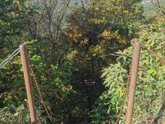 -武陵山森林公园