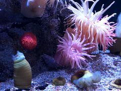 -大阪海游馆
