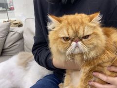 -爱洗澡的猫(天河路店)