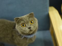 -鼓捣猫呢主题猫咖店