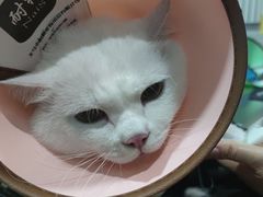 -瑞派名望志远动物医院·猫科·內科·异宠专科(直港大道店)