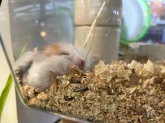 -酷以爬仙阁实体爬宠店·守宫·蜥蜴·专业繁育