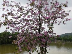 -番禺大夫山森林公园