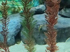 -上海海洋水族馆