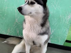 -Husky Go! 哈士奇体验馆·宠物咖啡厅狗咖