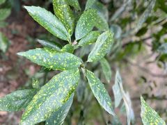 -上海佘山国家森林公园西佘山园