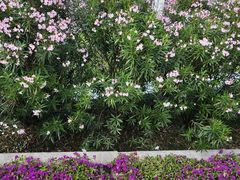 -海心沙亚运公园