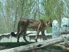 -北京野生动物园