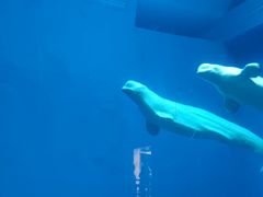 -芜湖新华联大白鲸海洋公园