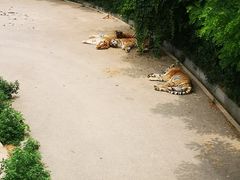 -大连森林动物园
