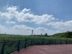 -上海吴淞炮台湾国家湿地公园