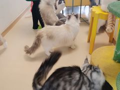 -猫在这儿猫咪咖啡馆·撸猫馆