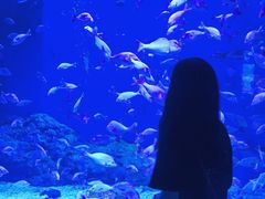 -成都浩海立方海洋公园