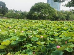 -无锡蠡湖国家湿地公园-蠡园