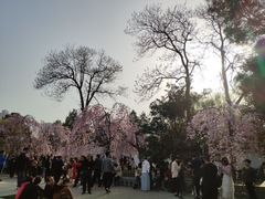 -西安青龙寺遗址景区