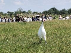 -盐城丹顶鹤湿地生态旅游区
