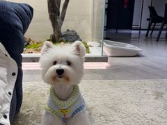 -奶牛家宠物酒店(嘉宏云顶店)