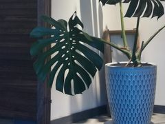 -Dinoo 片场咖啡(酒仙桥店)