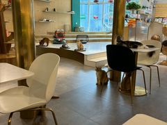 -飞行喵MR PILOT|猫舍·猫咖(静安大融城店)