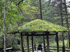 -五营红松林海景区