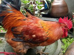 跑山鸡-香霸头跑山鸡