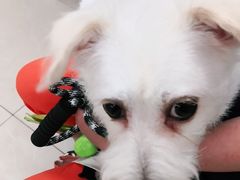 -爱侣宠医·鹦鹉专科·小型哺乳类·异宠专科(灵石路店)