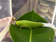 -中环花鸟鱼虫市场