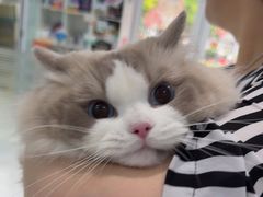 -纳吉亚猫专科动物诊疗中心(蒋宅口分院)