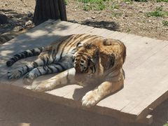 -大连森林动物园