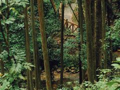 -广州市流溪河国家森林公园