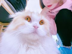 -喵园·猫主题咖啡厅·撸猫·猫咖(国贸店)