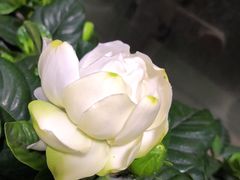 -双季花艺园艺市场(浦东店)